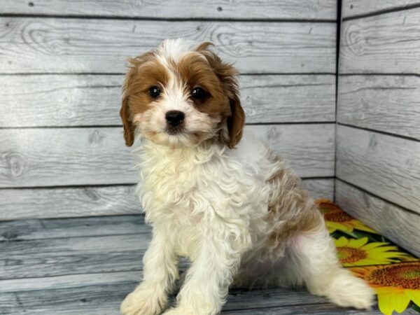 [#22314] Blenheim and White Male Cavapoo Puppies for Sale