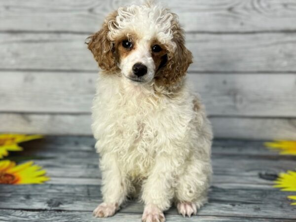 [#22317] White, Apricot Markings Male Poodle Mini Puppies for Sale