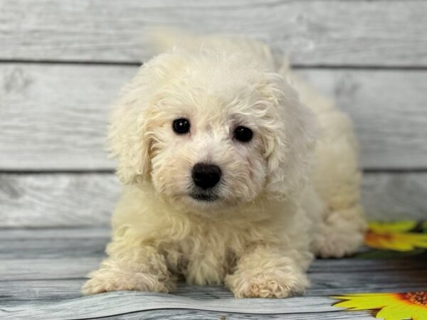 [#22332] White Female Bichon Frise Puppies for Sale