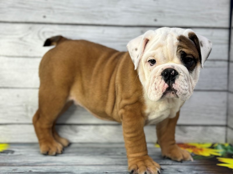 Dogs & Puppies for Sale Petland Batavia Pet Store Illinois