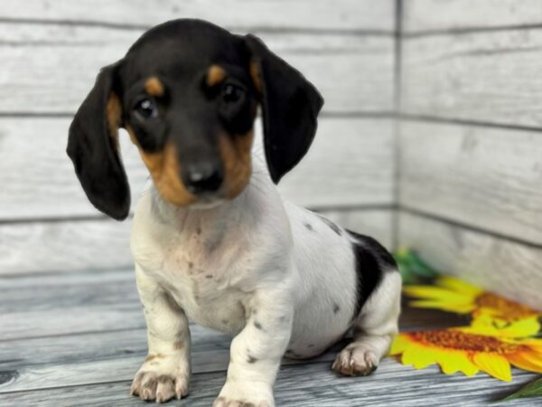 [#22335] Black & White Piebald Male Dachshund Puppies for Sale