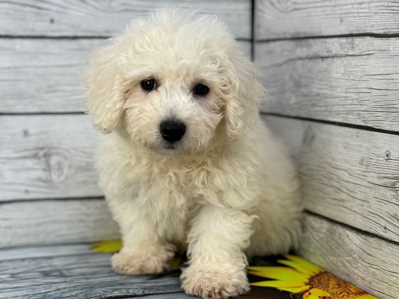 Dogs & Puppies for Sale Petland Batavia Pet Store Illinois