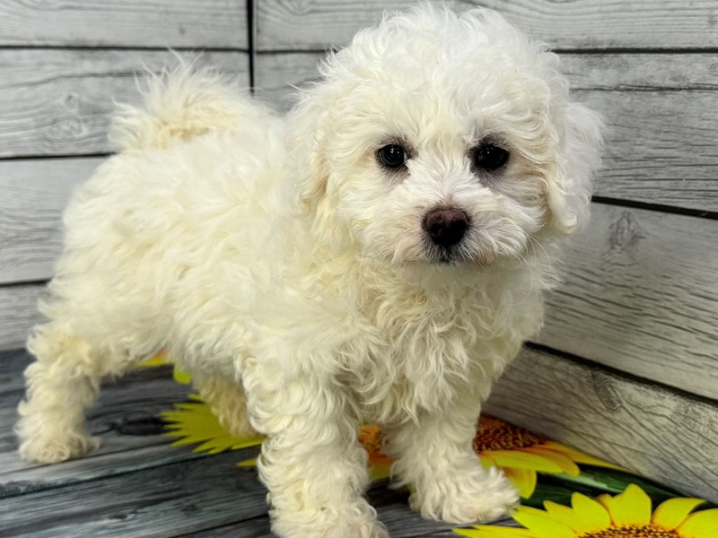 Dogs & Puppies for Sale Petland Batavia Pet Store Illinois