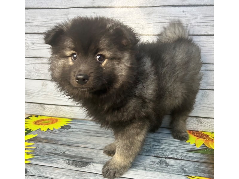 Dogs & Puppies for Sale Petland Batavia Pet Store Illinois