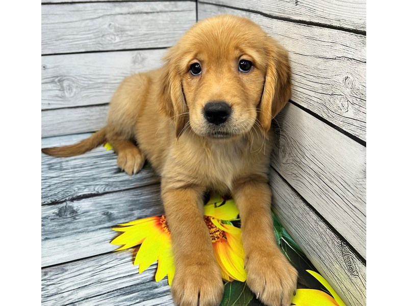 Dogs & Puppies for Sale Petland Batavia Pet Store Illinois