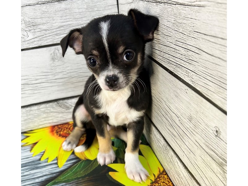 Dogs & Puppies for Sale Petland Batavia Pet Store Illinois