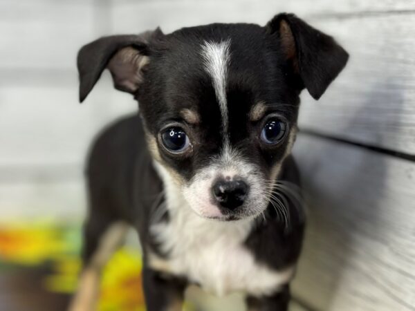 [#22336] Black and Tan Male Chihuahua Puppies for Sale
