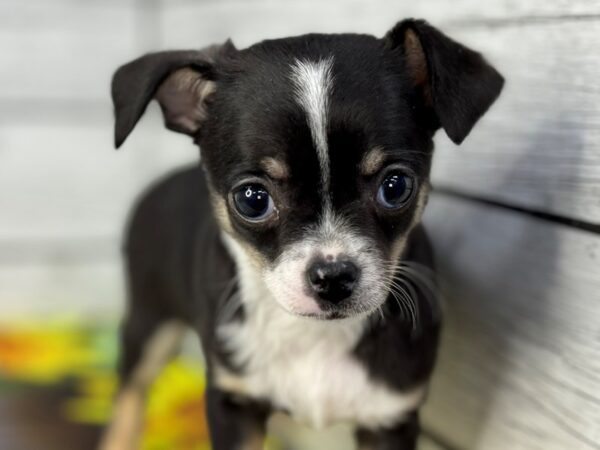 Male chihuahua puppies for sales sale