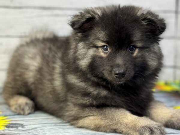 [#22338] Grey Silver and Black Female Keeshond Puppies for Sale