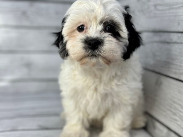 [#22347] Black and White Female Teddy Bear Puppies for Sale