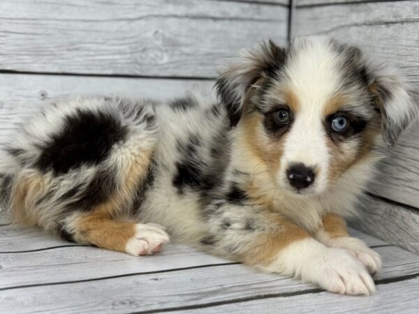 [#22344] Blue Merle White and Tan Female Miniature American Shepherd Puppies for Sale