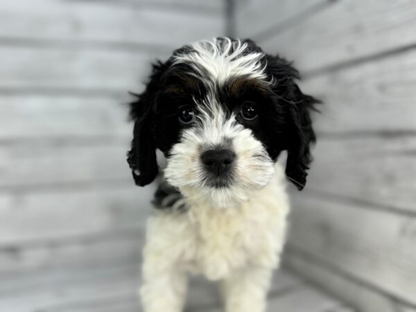 [#22373] Black White and Tan Female Cockapoo Puppies for Sale