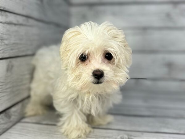 [#22363] White Female Maltese Puppies for Sale