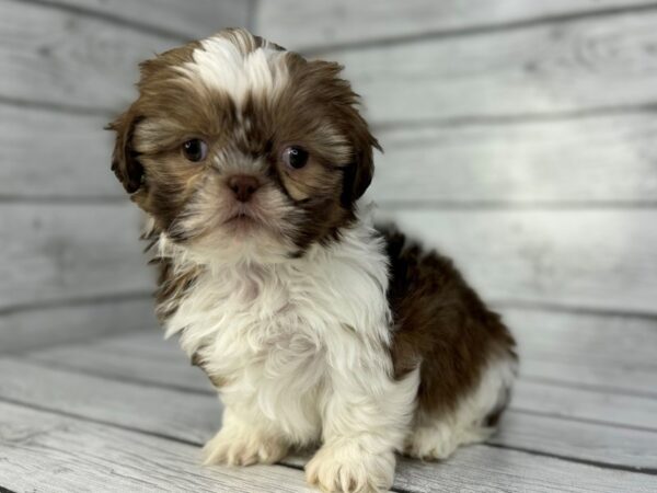 [#22353] Gold and White Male Shih Tzu Puppies for Sale