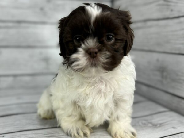 [#22352] Chocolate and White Male Shih Tzu Puppies for Sale