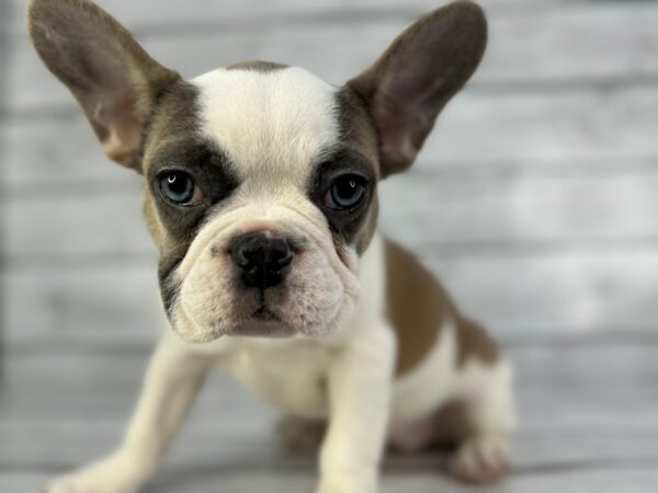 [#22358] Fawn & White Female French Bulldog Puppies for Sale