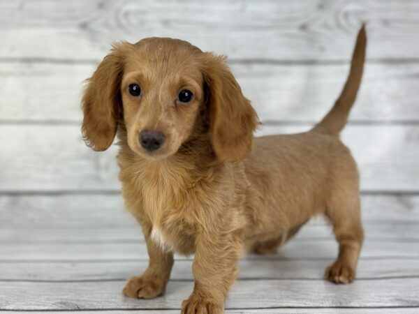 [#22354] Cream Male Dachshund Puppies for Sale
