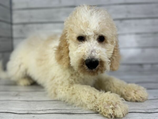 [#22372] Cream Female Goldendoodle 2nd Gen Puppies for Sale
