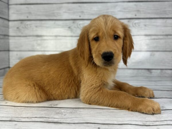 [#22370] Dark Golden Male Golden Retriever Puppies for Sale