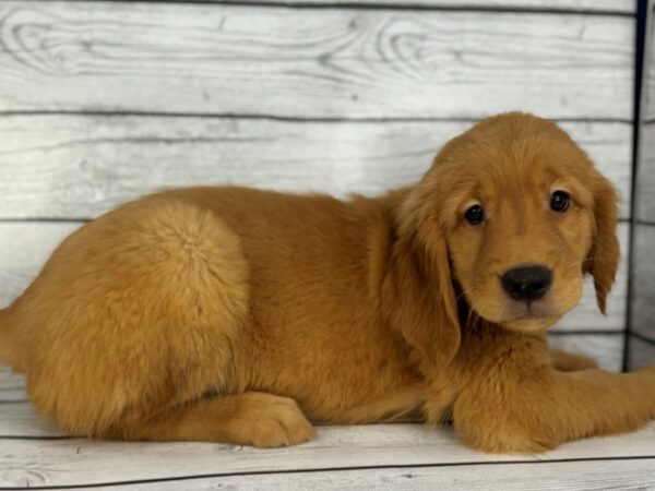 [#22369] Dark Golden Female Golden Retriever Puppies for Sale