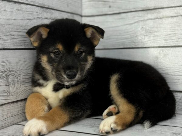 [#22367] Black and Tan Male Shiba Inu Puppies for Sale