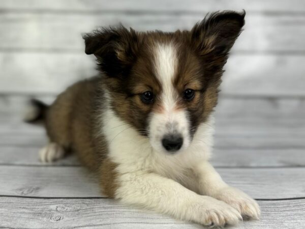 [#22366] Sable and White Female Shetland Sheepdog Puppies for Sale
