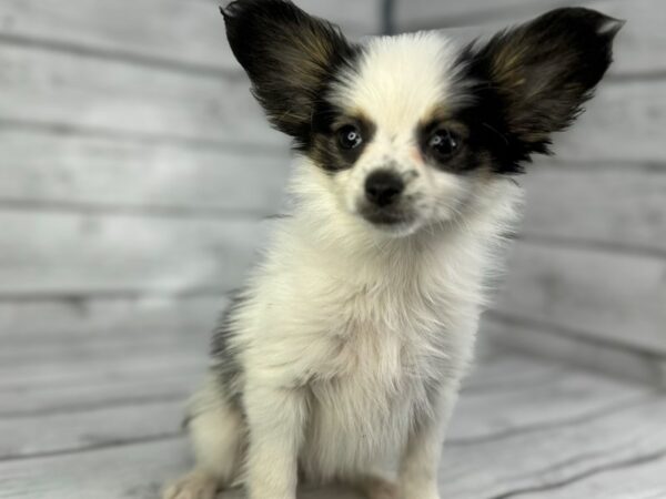 [#22365] White Black and Tan Female Papillon Puppies for Sale