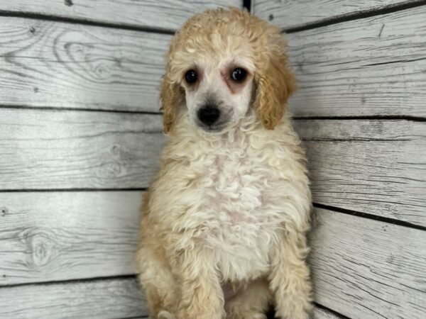 [#22350] Apricot Male Poodle Mini Puppies for Sale
