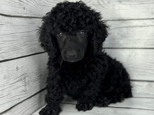 [#22349] Black Male Poodle Mini Puppies for Sale