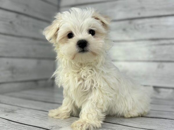 [#22364] White Male Maltese Puppies for Sale