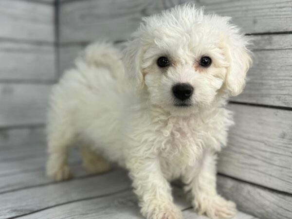 [#22361] White Male Bichon Frise Puppies for Sale