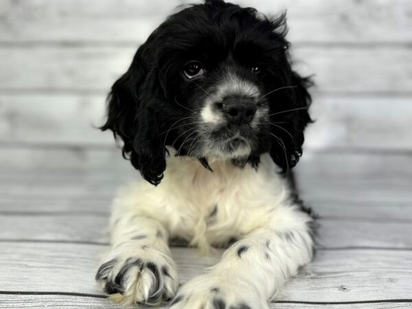 [#22359] Black & White Male Cocker Spaniel Puppies for Sale