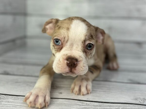 [#22362] Red Merle Male Boston Terrier Puppies for Sale