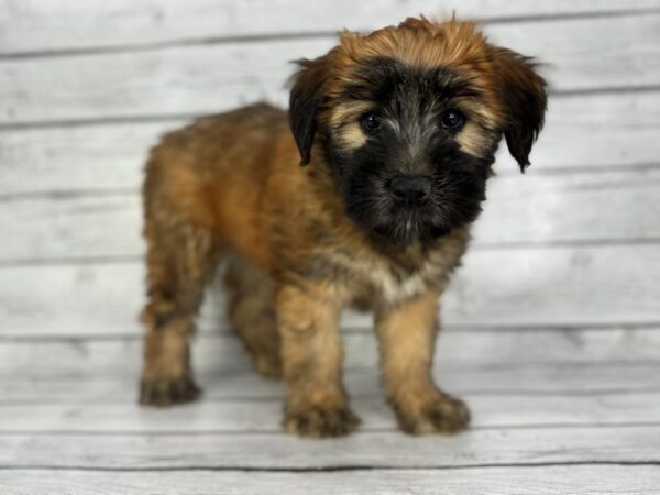 [#22368] Wheaten Female Soft Coated Wheaten Terrier Puppies for Sale