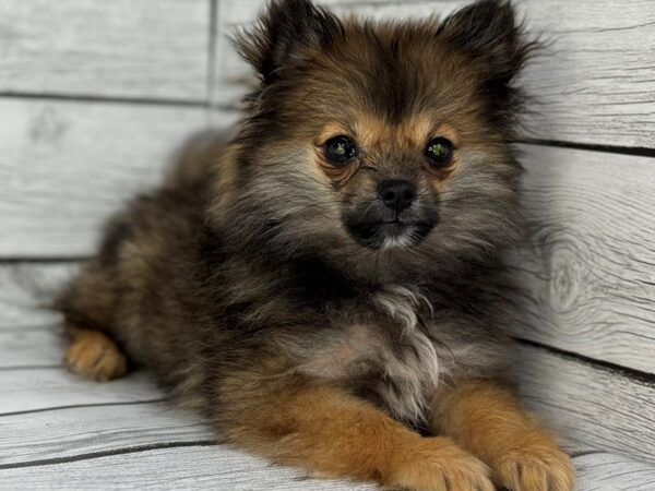 [#22381] Sable Female Pomeranian Puppies for Sale