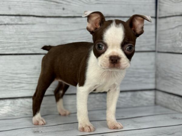 [#22376] Seal and White Female Boston Terrier Puppies for Sale
