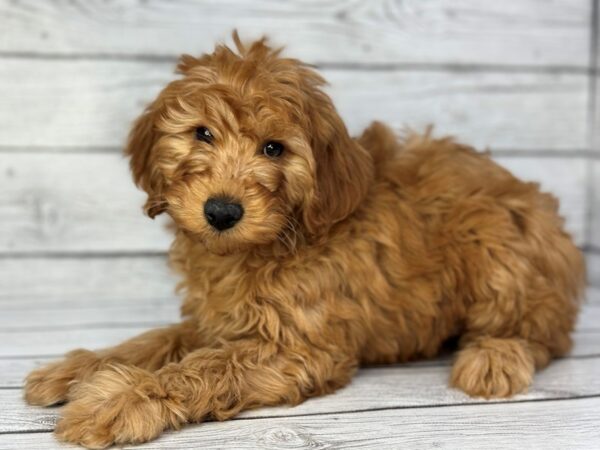 [#22389] Red Female Goldendoodle Mini 2nd Gen Puppies for Sale