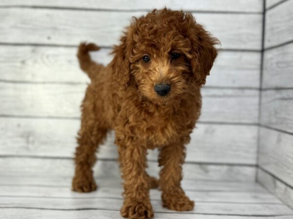 [#22388] Red Female Goldendoodle Mini 2nd Gen Puppies for Sale