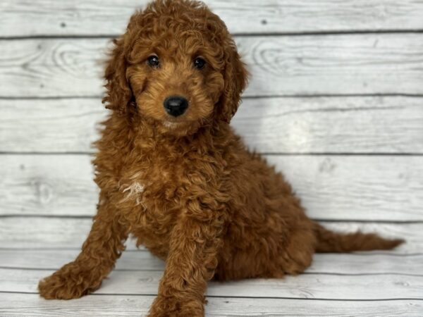 [#22390] Red Male Goldendoodle Mini 2nd Gen Puppies for Sale