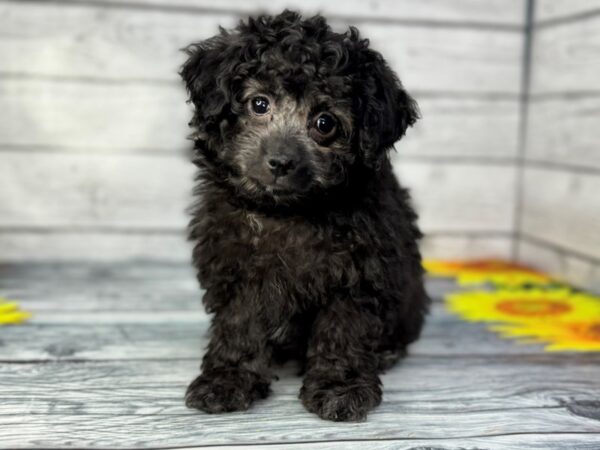 [#22386] Black Male Bichon Poo Puppies for Sale