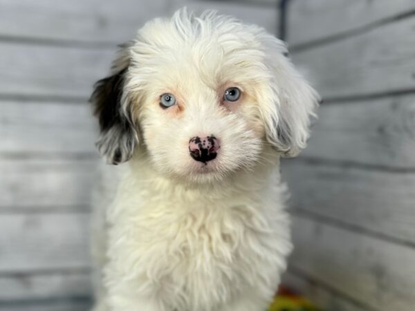 [#22400] Blue Merle White and Tan Female Aussiepoo Puppies for Sale