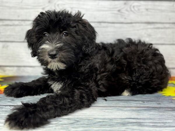 [#22399] Black Female Woodle Puppies for Sale