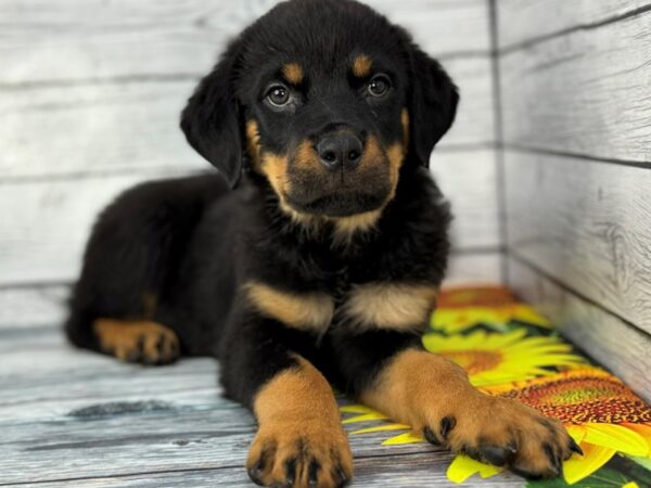 [#22398] Black and Rust Male Rottweiler Puppies for Sale