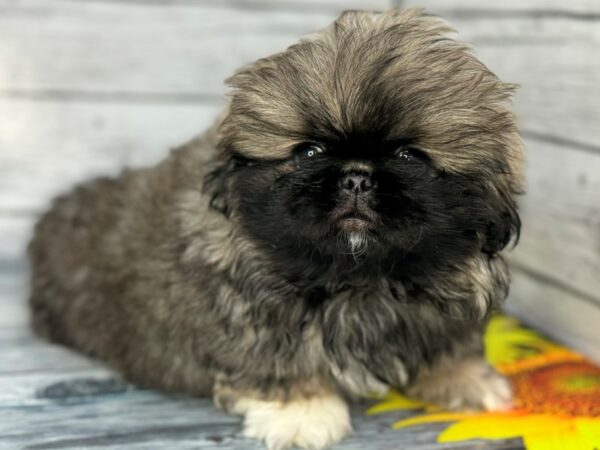 [#22397] Grey Sable Male Pekingese Puppies for Sale
