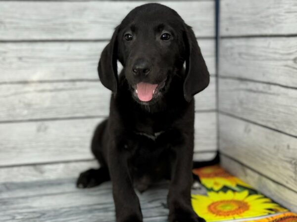 [#22396] Black Male Labrador Retriever Puppies for Sale