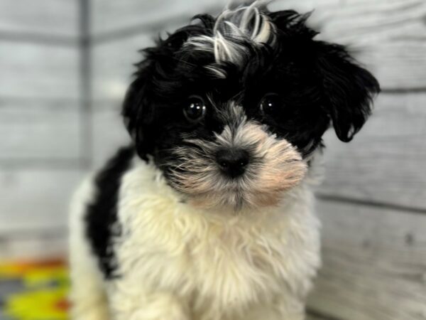[#22395] Black and White Male Havanese Puppies for Sale