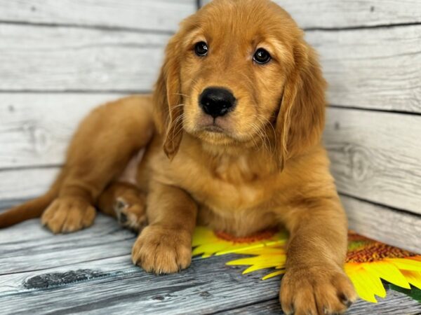 [#22393] Golden Male Golden Retriever Puppies for Sale