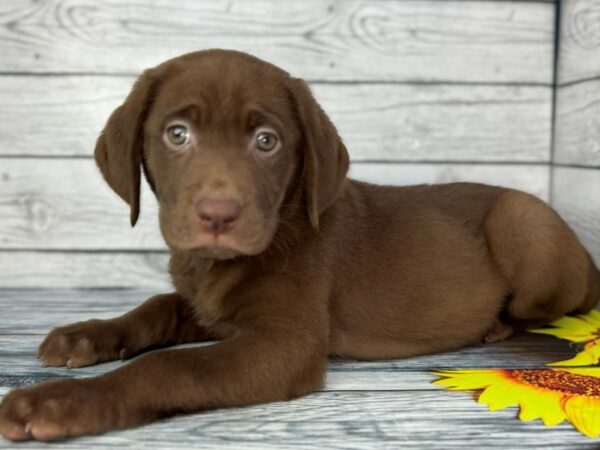 [#22405] Chocolate Female Labrador Retriever Puppies for Sale