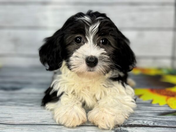 [#22404] Black and White Female Havanese Puppies for Sale