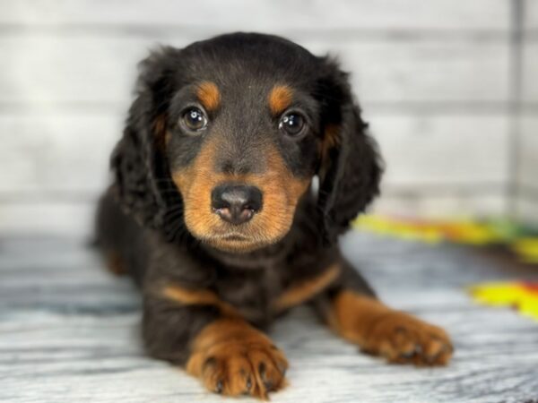 [#22403] Black and Tan Male Dachshund Puppies for Sale